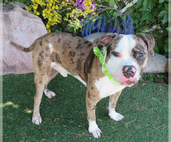 Medium Photo #2 Catahoula Leopard Dog-Unknown Mix Puppy For Sale in Oklahoma City, OK, USA