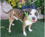 Small #1 Catahoula Leopard Dog Mix