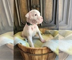 Small #4 Boxer
