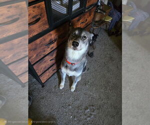 Father of the American Pit Bull Terrier-Siberian Husky Mix puppies born on 06/04/2025