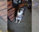 Small Photo #1 American Pit Bull Terrier-Siberian Husky Mix Puppy For Sale in NEW BETHLEHEM, PA, USA
