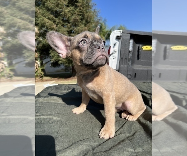 Medium Photo #4 French Bulldog Puppy For Sale in BAKERSFIELD, CA, USA