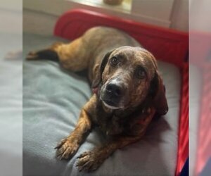 Mutt Dogs for adoption in Sistersville, WV, USA