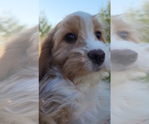 Cavalier King Charles Spaniel-Miniature Bernedoodle Mix Puppy for sale in NEW PARIS, IN, USA
