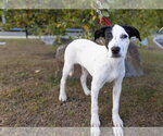 Show Boat ~ meet me! - Female American Staffordshire Terrier-Beagle Mix Dog for Adoption - Small photo