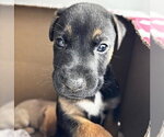 Small #1 Black Mouth Cur Mix