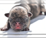 Small #1 Pug