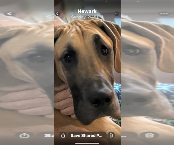 Medium Photo #1 Great Dane Puppy For Sale in NEWARK, OH, USA