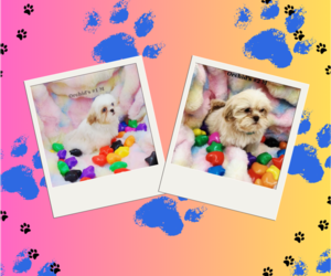 Shih Tzu Puppy for sale in RICE, VA, USA
