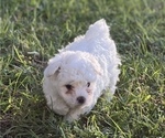 Small Photo #17 Bichpoo Puppy For Sale in MELROSE, FL, USA