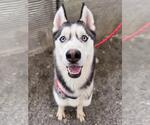 Small #2 Siberian Husky Mix