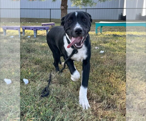 Medium Photo #3 Mutt Puppy For Sale in Evansville, IN, USA