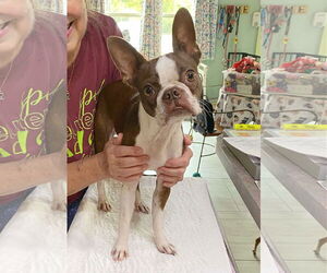 Boston Terrier Dogs for adoption in Benton, LA, USA