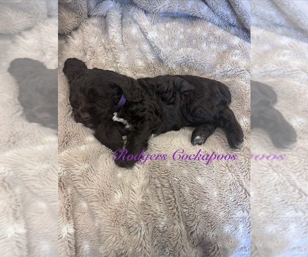 Medium Photo #3 Cockapoo (Miniature) Puppy For Sale in BLUE MOUNTAIN, MS, USA