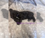 Small #2 Cockapoo (Miniature)