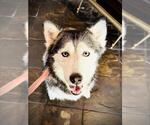Small #1 Siberian Husky Mix