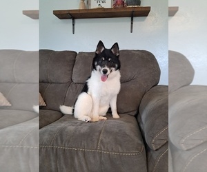 Pomsky Puppy for sale in SUGARCREEK, OH, USA