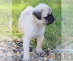 Small Photo #8 Pug Puppy For Sale in WINNSBORO, TX, USA