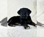 Small #1 Golden Shepherd