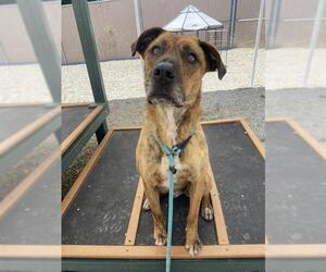 Plott Hound-Unknown Mix Dogs for adoption in Palmetto, FL, USA