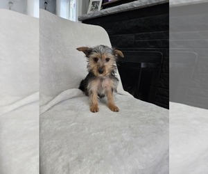 Yorkshire Terrier Puppy for sale in GRAND RAPIDS, MI, USA