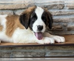 Puppy Becky Saint Bernard
