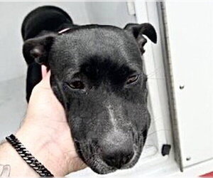 Mutt Dogs for adoption in Houston, TX, USA