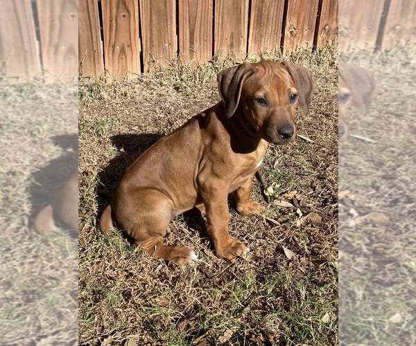 Medium Photo #57 Rhodesian Ridgeback Puppy For Sale in KELLER, TX, USA