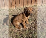 Small Photo #57 Rhodesian Ridgeback Puppy For Sale in KELLER, TX, USA