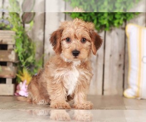 Yorkshire Terrier Puppy for sale in MOUNT VERNON, OH, USA