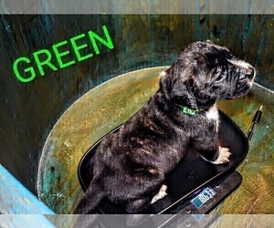 Medium Presa Canario