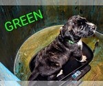 Puppy Ms Green Presa Canario