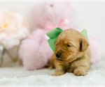 Small Photo #1 Goldendoodle (Miniature) Puppy For Sale in LITTLE ROCK, AR, USA