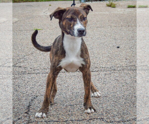 Medium Photo #3 Boxer-Red Heeler Mix Puppy For Sale in Huntley, IL, USA