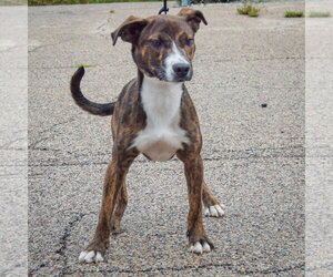 Vic - Male Boxer-Red Heeler Mix Dog for Adoption - Photo #3