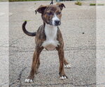 Small Photo #3 Boxer-Red Heeler Mix Puppy For Sale in Huntley, IL, USA