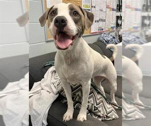 Mutt Dogs for adoption in Peoria, IL, USA
