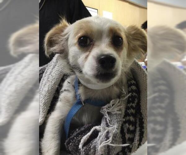 Medium Photo #1 Chihuahua Puppy For Sale in Riverside, CA, USA