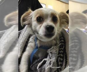 Chihuahua Dogs for adoption in Riverside, CA, USA