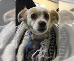 Small Chihuahua