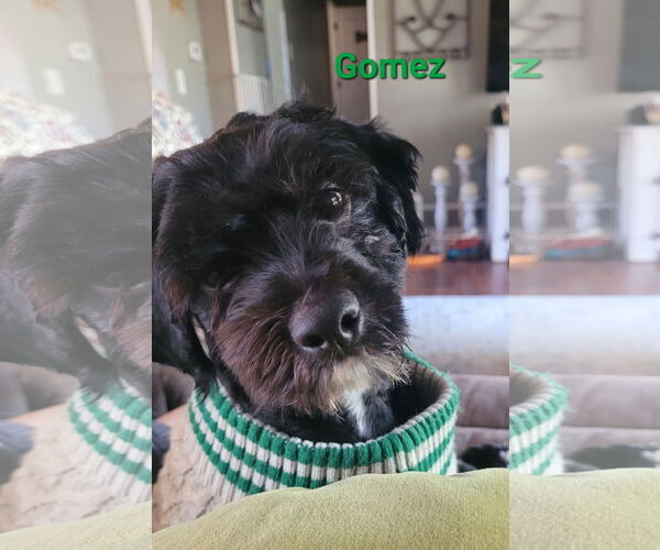 Medium Photo #2 Shih-Poo Puppy For Sale in Des Moines, IA, USA