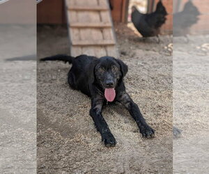 Mutt Dogs for adoption in Fort Worth, TX, USA