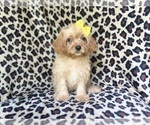 Small #2 Cavapoo