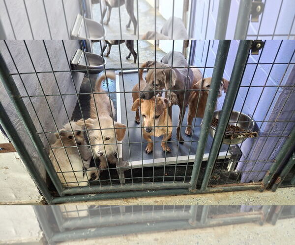 Medium Photo #5 Mutt Puppy For Sale in Sebec, ME, USA