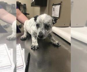 Mutt Dogs for adoption in Conroe, TX, USA