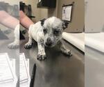 Small Mutt