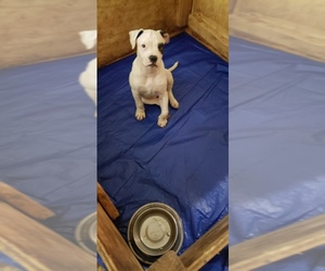 American Bulldog Puppy for sale in WACO, TX, USA
