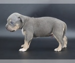 Small #1 American Bully