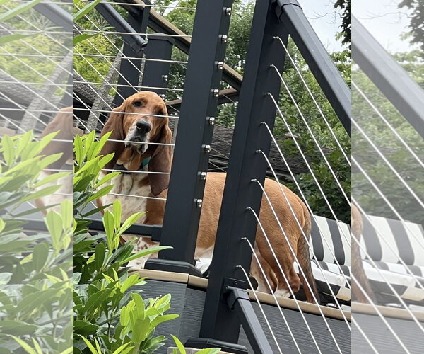 Medium Photo #5 Basset Hound Puppy For Sale in Brookville, OH, USA