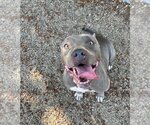 Small Photo #1 American Pit Bull Terrier Puppy For Sale in Van Nuys, CA, USA